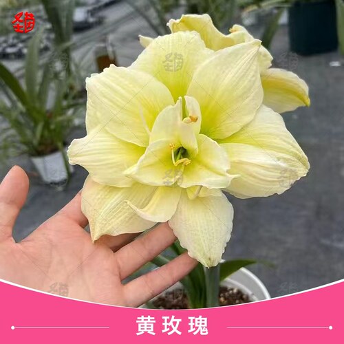 圣茵朱顶红小苗 糖果仙女 丽朵香妃 干邑橙酒 黄玫瑰 绿茶