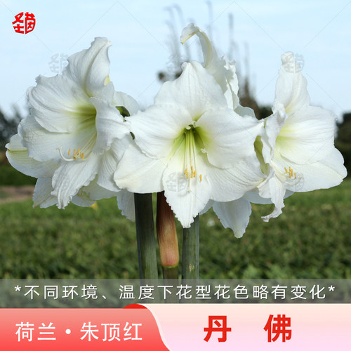 圣茵朱顶红 丹佛 基地球 庭院阳台盆栽花卉植物盆栽好养活种球