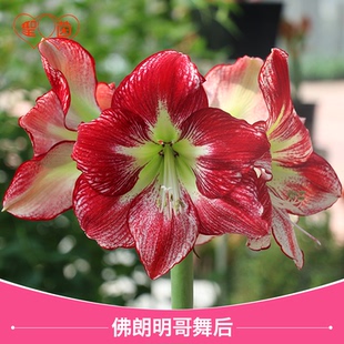 圣茵进口朱顶红 佛朗明哥舞后 多年生耐热球根花卉易复花好养