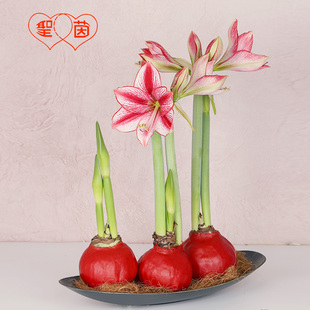 圣茵蜡封朱顶红 启示蜡球 懒人花卉易打理创意礼品