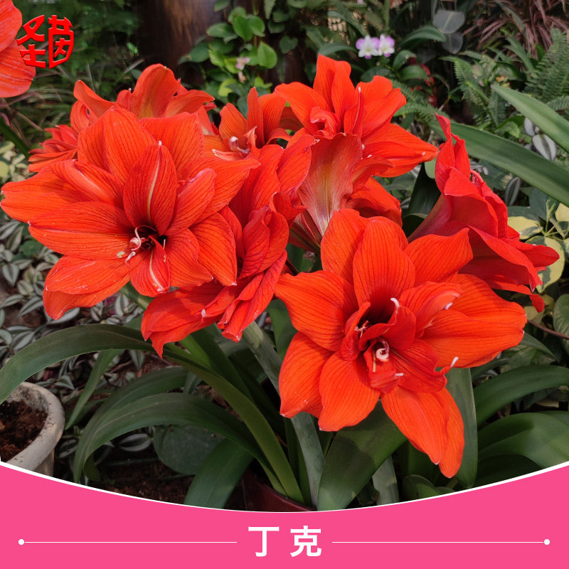 圣茵荷兰进口朱顶红丁克/赛利卡 橙红重瓣洋朱 朱顶红观花绿植