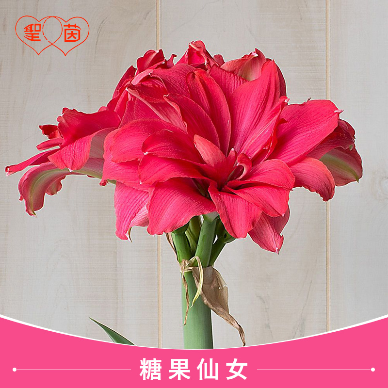 圣茵朱顶红 糖果仙女 品种种球花卉重瓣多年生四季种植,鲜花速递/花卉仿真/绿植园艺,种球/裸根,淘宝优惠券,粉丝福利购,淘宝优惠卷