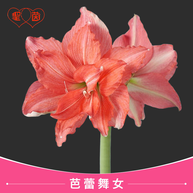 圣茵进口朱顶红 芭蕾舞女 易活球根花卉多年生阳台植物