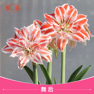 圣茵荷兰进口重瓣朱顶红 舞后 大花型易护养耐热庭院植物入门推荐