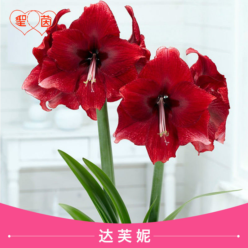 圣茵荷兰进口朱顶红单瓣 达芙妮  易活耐热多年生植物 - 实物图