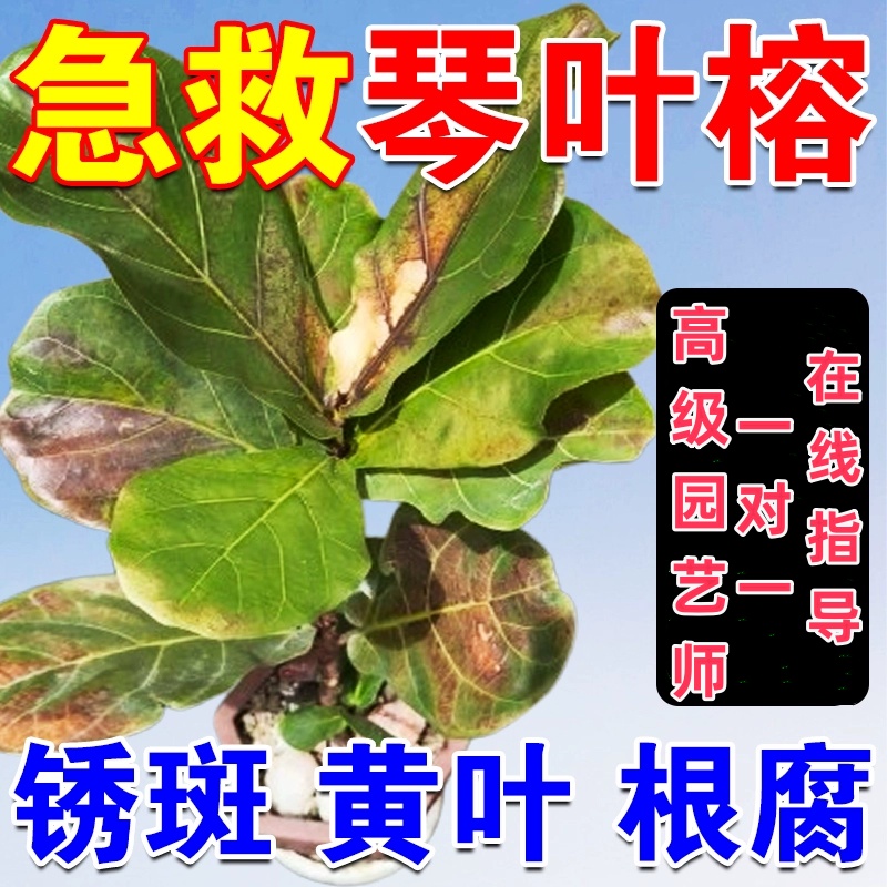 防琴叶榕锈斑病黄叶枯萎掉叶黑斑