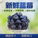 水果现摘新鲜蓝莓脆口爆浆儿童孕妇送礼佳品 到手10盒无农药当季
