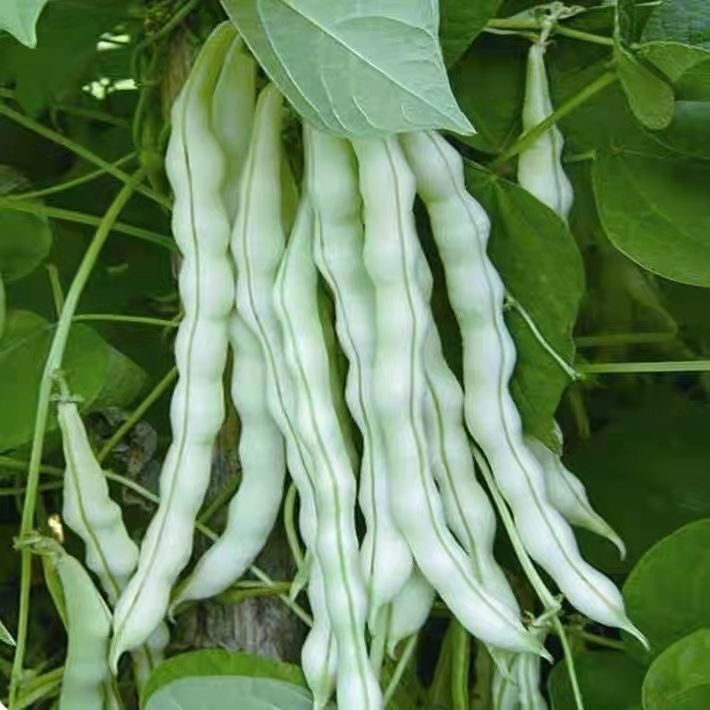 东北农家新鲜白豆角现摘现发老品种芸豆角非油豆角应季蔬菜5斤邮