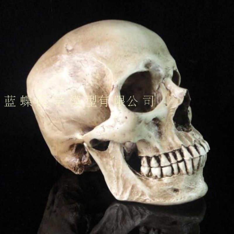 高仿真人头骨模型 树脂骷髅头 艺术美术临摹专用标本