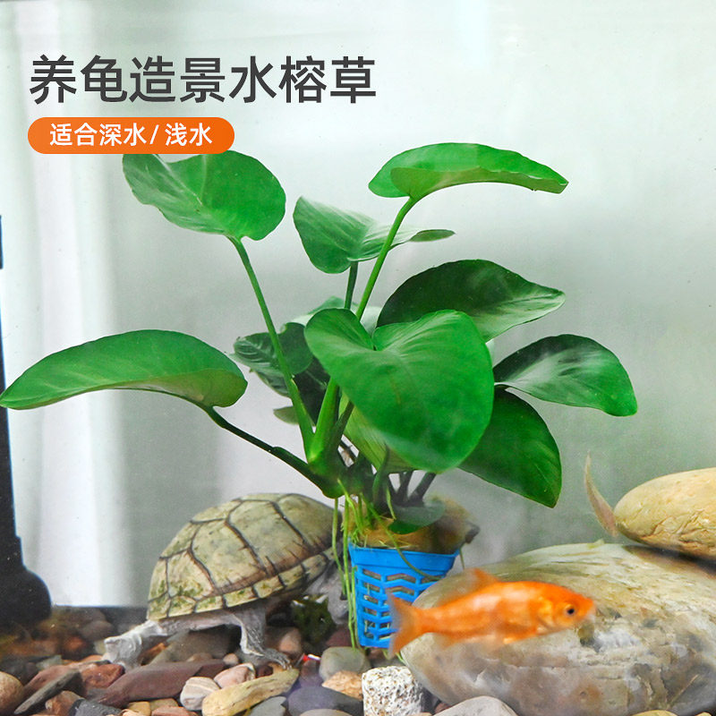 乌龟饲养缸造景水草绿植养龟专用水榕草 鱼缸水培真植物装饰用品