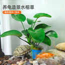 乌龟饲养缸造景水草绿植养龟专用水榕草 饰用品 鱼缸水培真植物装