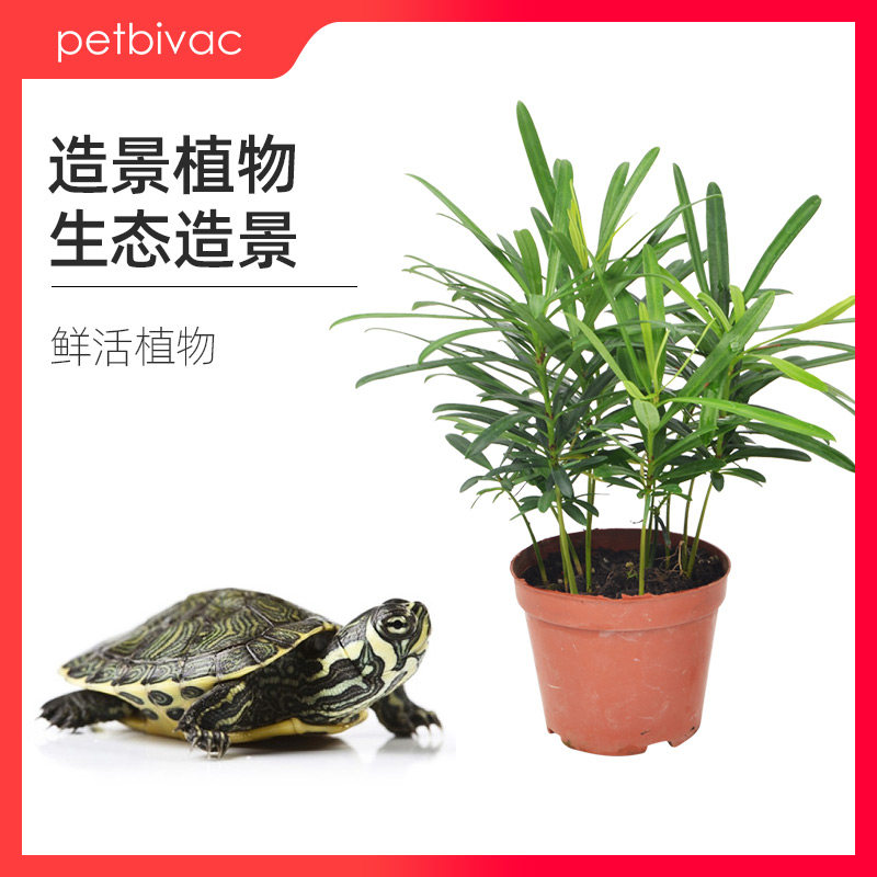 乌龟缸生态造景摆件绿植黄缘闭壳半水龟饲养箱植物水陆缸装饰用品