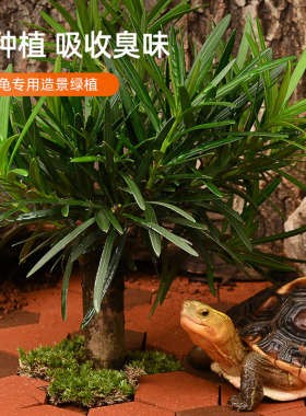 黄缘龟造景植物乌龟缸布景绿植半水龟安缘专用饲养箱装饰摆件套餐