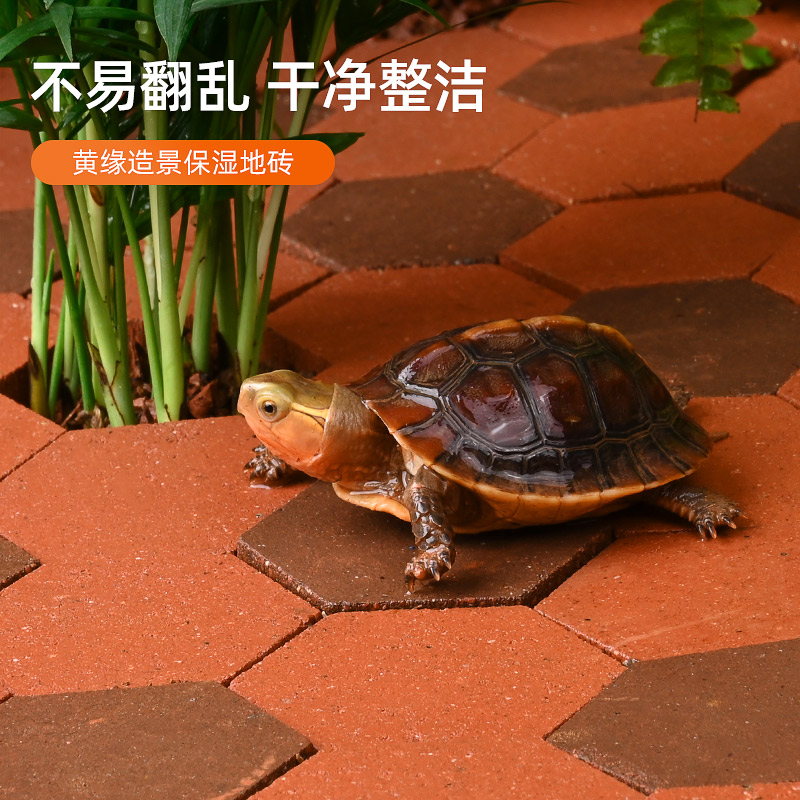 黄缘龟专用缸造景保湿小陶砖