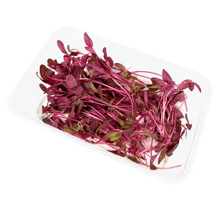 新鲜火红苗1盒 蔬菜斯卡纳苗可食用芽苗菜西餐摆盘装饰 5件包邮