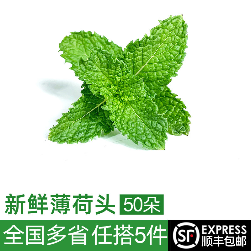 新鲜薄荷头50朵 薄荷尖蛋糕烘焙调酒莫吉托摆盘装饰用 5件包邮