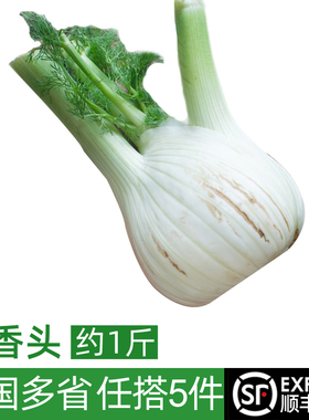新鲜茴香头约1斤 茴香根茴香球茎西餐香料蔬菜炒牛肉食材 5件包邮