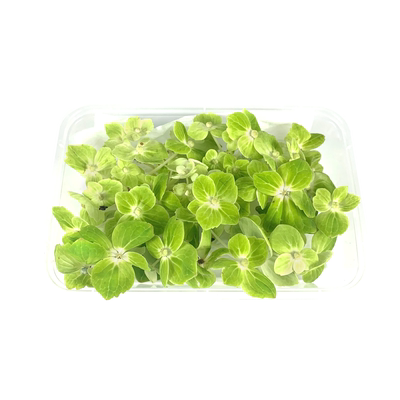 新鲜绿绣球花瓣1盒 餐厅日料糕点西餐摆盘装饰花草 满5件包邮