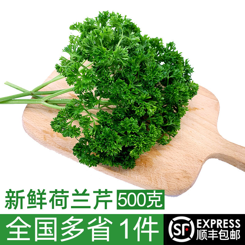 新鲜荷兰芹 法国香菜欧芹西洋芹 西餐蔬菜火锅摆盘装饰用材料包邮
