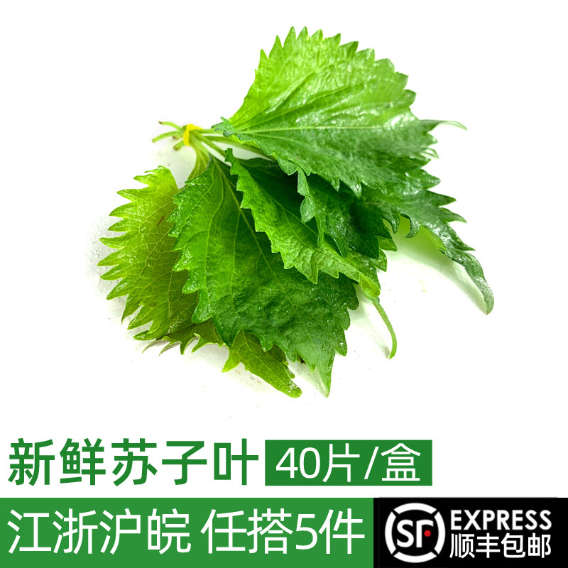 新鲜苏子叶1盒40片 大叶绿紫苏叶 烤肉伴侣去腥烧烤鱼虾蟹香料