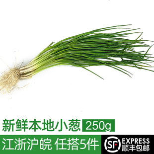 本地小葱250g 香葱新鲜蔬菜时鲜蔬菜江浙沪皖5件包邮