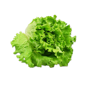 新鲜罗莎绿500g 绿叶生菜花边散叶生菜 西餐沙拉蔬菜配菜食材