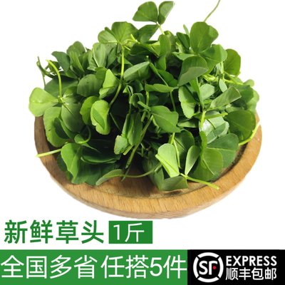 新鲜草头500g 上海本地农家三叶菜 新鲜蔬菜金花菜苜蓿草本地草头