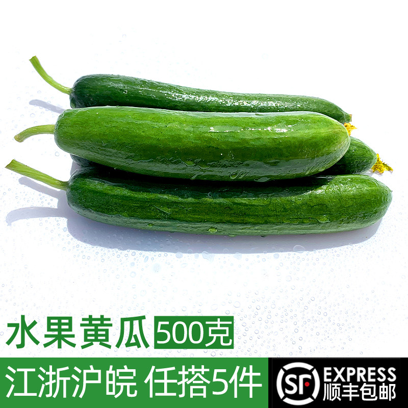 新鲜水果黄瓜500g 现采现摘荷兰黄瓜短小黄瓜 新鲜蔬菜沙拉食材