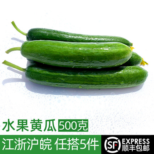新鲜水果黄瓜500g 现采现摘荷兰黄瓜短小黄瓜 新鲜蔬菜沙拉食材