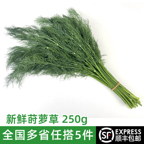 新鲜莳萝250g酒店摆盘西餐香料