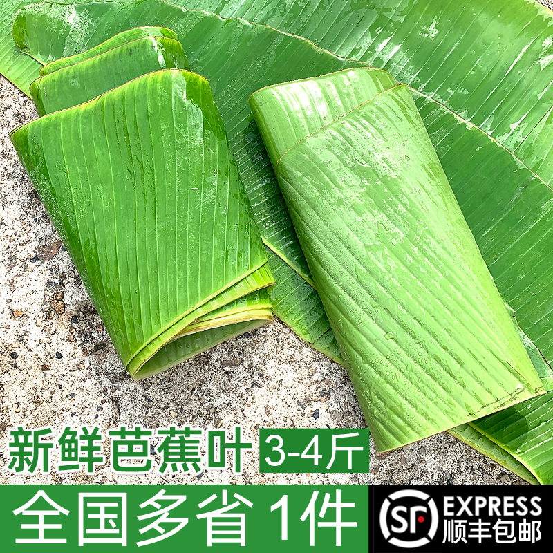 新鲜芭蕉叶3-4斤 香蕉叶 做糍粑粽子糕点糯米烧烤鸡摆盘食材材料