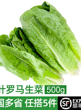 新鲜罗马生菜500g 罗纹凯撒生菜新鲜蔬菜西餐沙拉食材 满5件包邮
