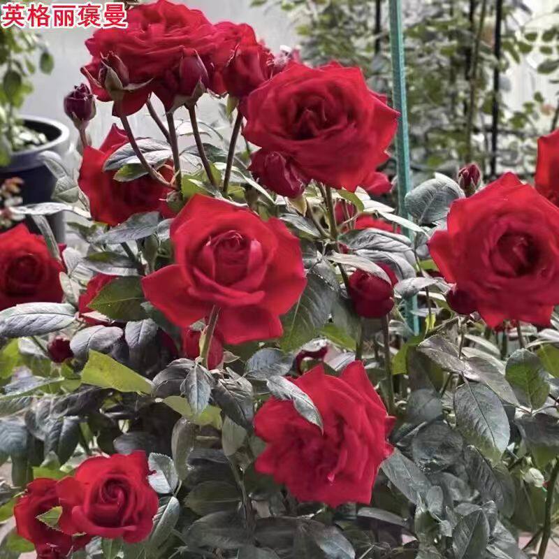 红色新品玫瑰花苗英格丽褒曼月季图片