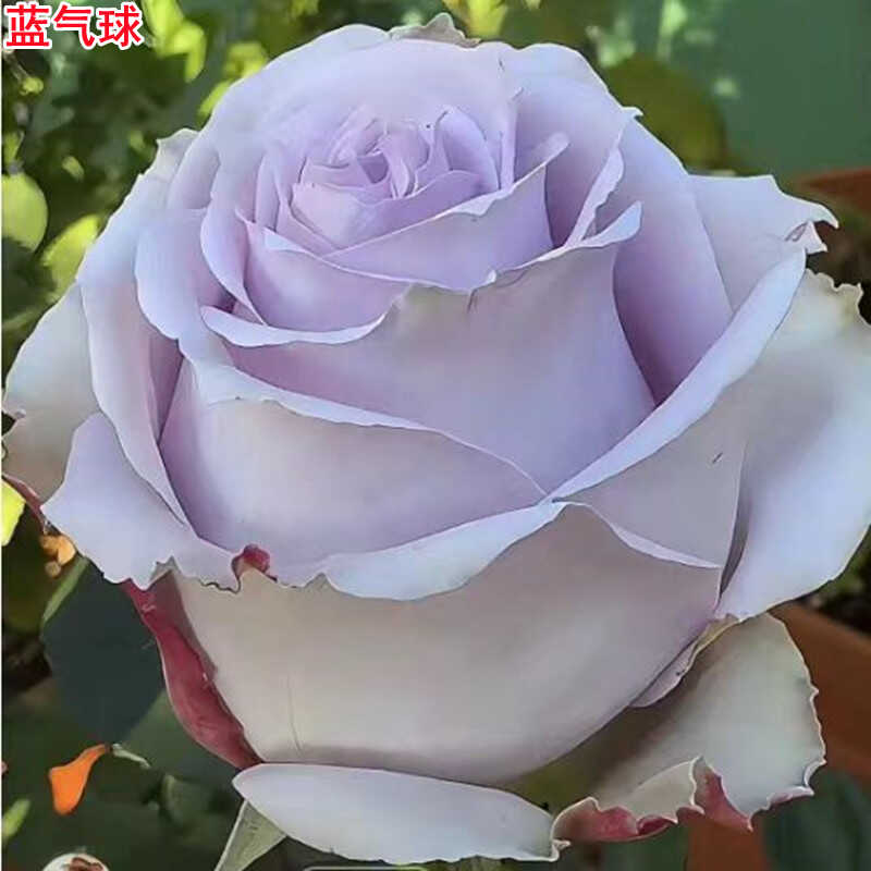 蓝气球阳台盆栽超新品玫瑰花苗