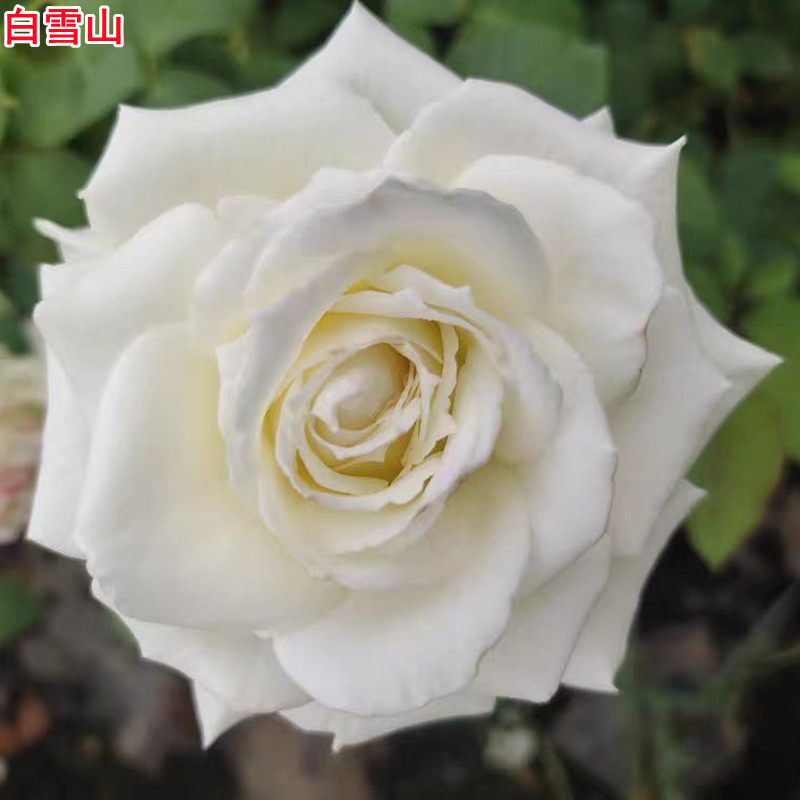 新品白雪山月季灌木大花直立庭院阳台盆栽多季开花切花玫瑰,鲜花速递/花卉仿真/绿植园艺,月季/蔷薇/玫瑰,淘宝优惠券,粉丝福利购,淘宝优惠卷