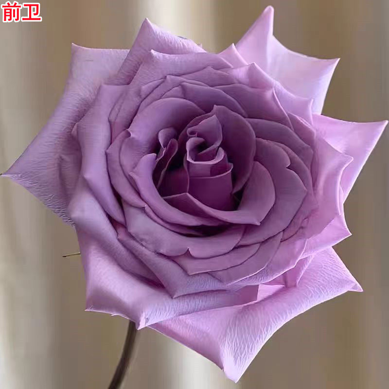 新品前卫月季苗紫色厄瓜多尔玫瑰灌木大花庭院阳台盆栽多季开花,鲜花速递/花卉仿真/绿植园艺,月季/蔷薇/玫瑰,淘宝优惠券,粉丝福利购,淘宝优惠卷