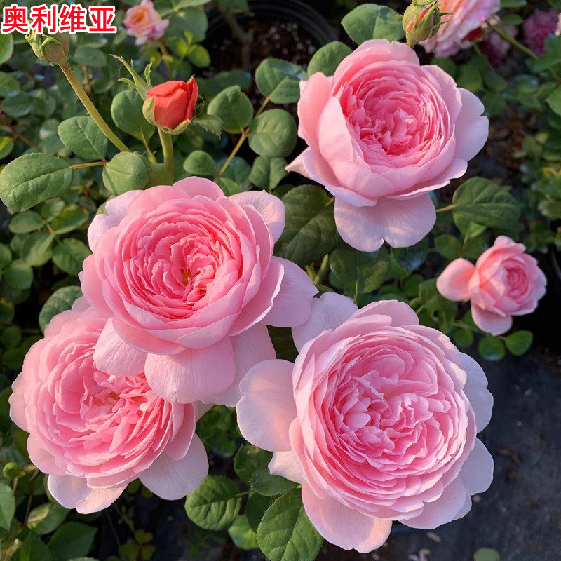 新品奥利维亚月季大花浓香耐热庭院阳台盆栽多季开花玫瑰花苗