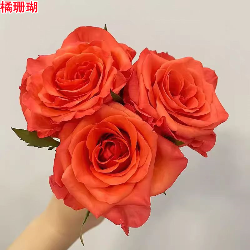 阳台盆栽庭院直立超新品大花