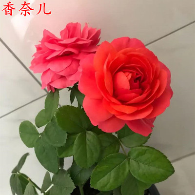 法国微月香奈儿红果汁月季苗大花浓香多季开花盆栽月季花苗