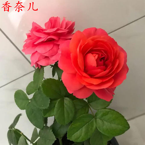 法国微月香奈儿红果汁月季苗大花浓香多季开花盆栽月季花苗