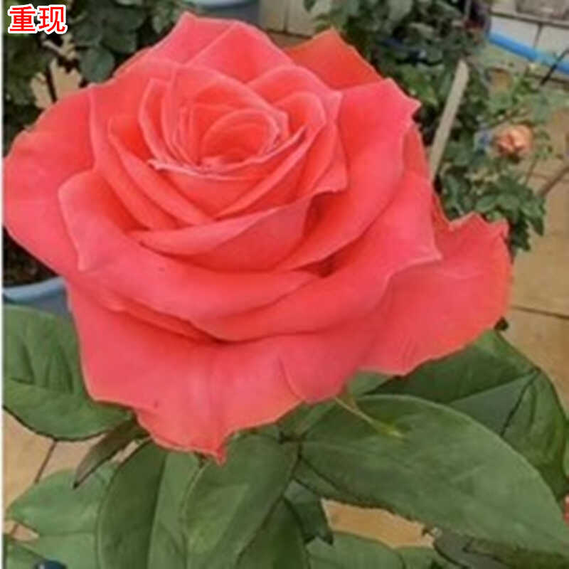 新品灌木大花直立月季