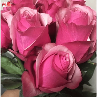 新品古董月季高杯大花直立庭院阳台盆栽多季开花切花玫瑰