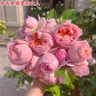 开花扦插玫瑰花苗 新品 舍农索城堡 女人月季 大花浓香可藤可灌多季