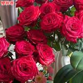 灌木大花直立庭院阳台盆栽多季 新品 樱桃巷月季 开花切花玫瑰