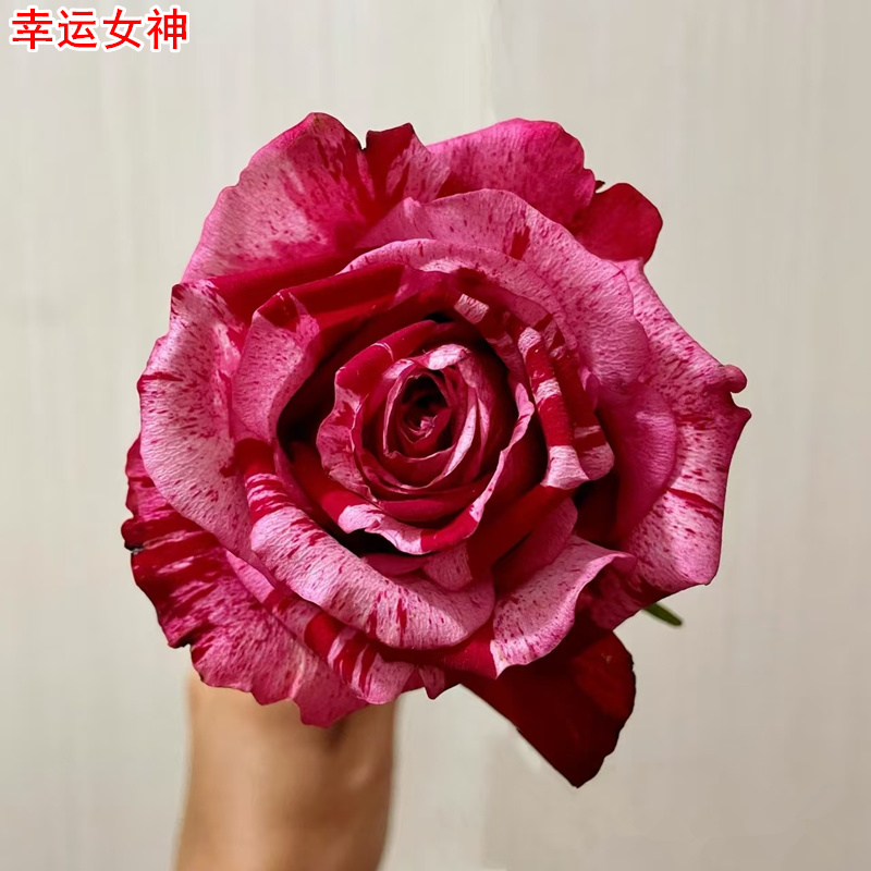 新品幸运女神月季灌木大花直立庭院阳台盆栽多季开花切花玫瑰