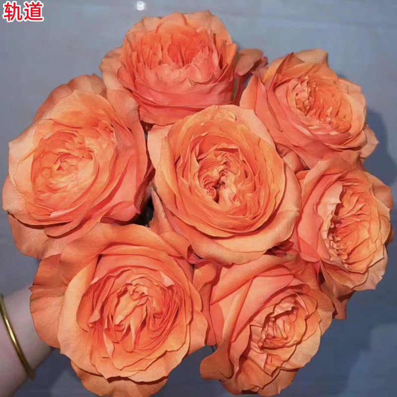 超新品轨道月季苗肯尼亚橘色切花玫瑰花苗庭院阳台盆栽多季开花,鲜花速递/花卉仿真/绿植园艺,月季/蔷薇/玫瑰,淘宝优惠券,粉丝福利购,淘宝优惠卷