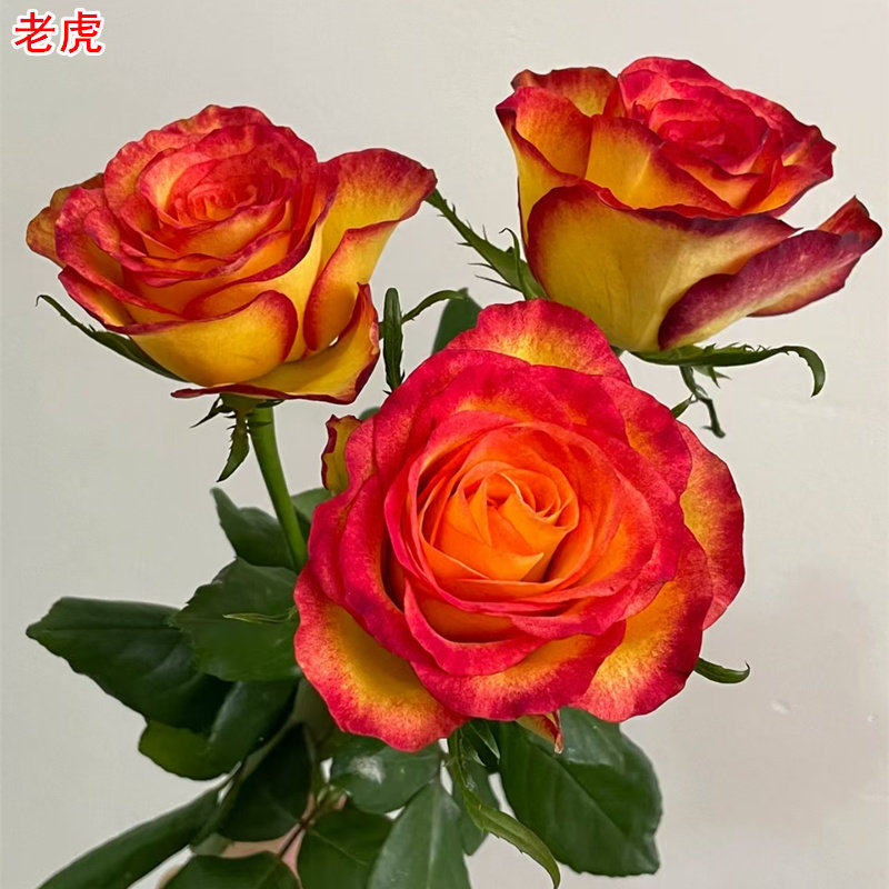 新品老虎月季灌木大花直立庭院阳台盆栽多季开花切花玫瑰,鲜花速递/花卉仿真/绿植园艺,月季/蔷薇/玫瑰,淘宝优惠券,粉丝福利购,淘宝优惠卷