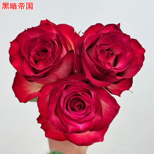 新品鸡尾酒会/黑暗帝国月季高杯庭院阳台盆栽多季开花切花玫瑰