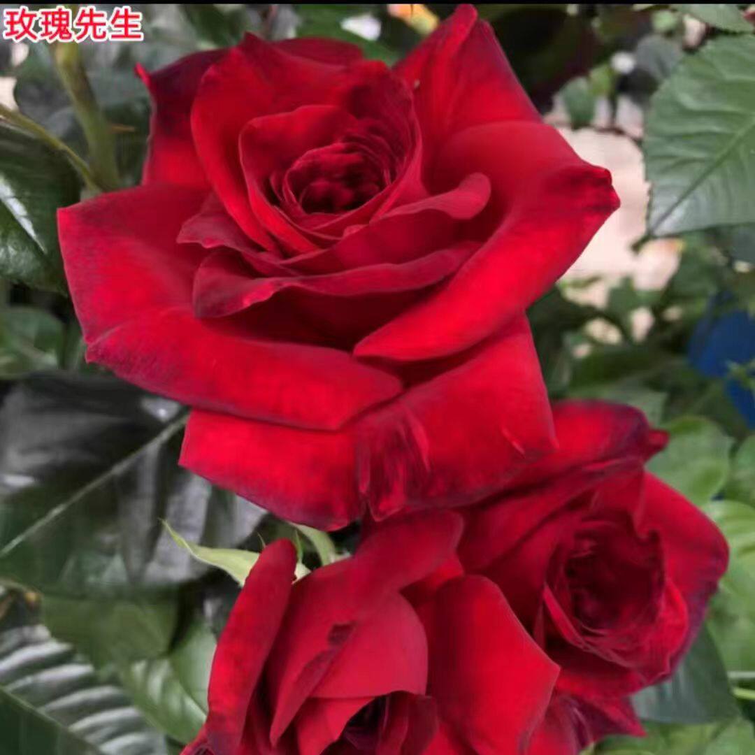 新品玫瑰先生月季浓香大花勤花庭院阳台盆栽多季开花切花玫瑰