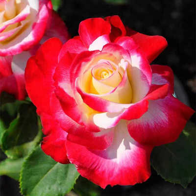 欧月强香阳台盆栽美国灌木红双喜